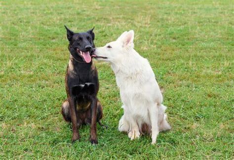 Dealing with excessively sexual behaviour in male dogs